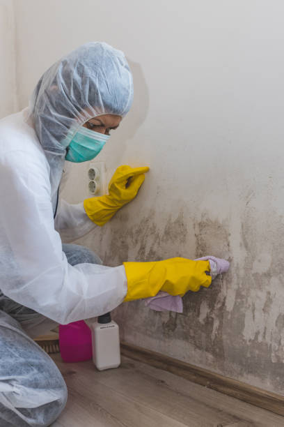 Mold Odor Removal Services in Lovington, NM