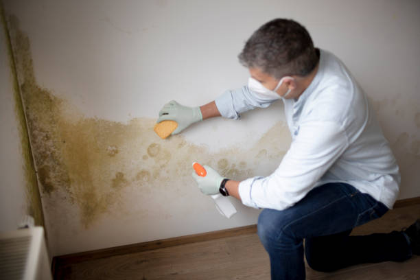 Best Post-Remediation Verification Testing  in Lovington, NM