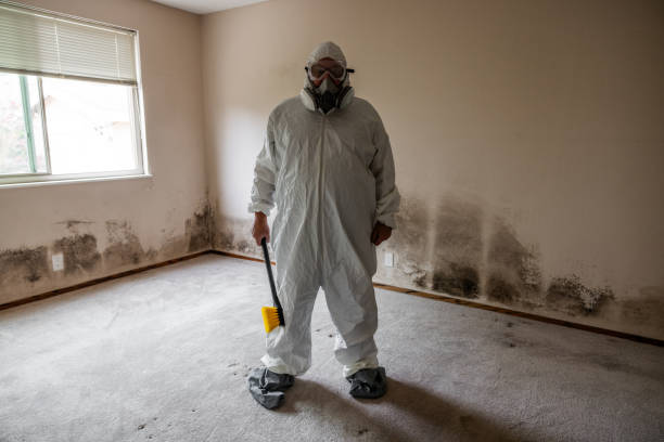 Professional Mold Removal in Lovington, NM